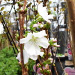 Prunus Árbol Flores Blancas