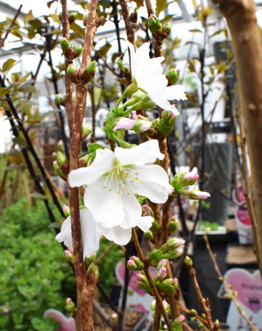 prunus-arbol-flores-blancas
