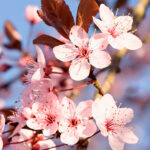 Prunus Árbol Flores Rosas