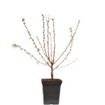 Prunus Árbol Planta de Exterior