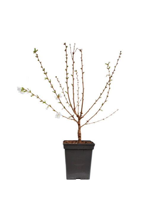 prunus-arbol-planta-de-exterior