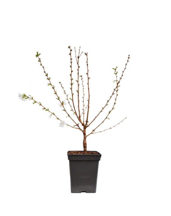 Prunus Árbol Planta de Exterior