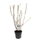 Prunus Tomentosa Arbusto de Exterior