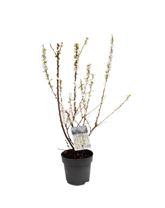 Prunus Tomentosa Arbusto de Exterior