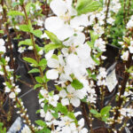 Prunus Tomentosa Flores