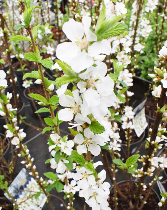 prunus-tomentosa-planta-de-exterior-hojas
