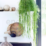 Rhipsalis Cassutha Decoración de Interiores