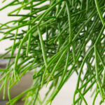 Rhipsalis Cassutha Hojas detalle