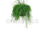 Rhipsalis Cassutha - Planta de Interior Colgante