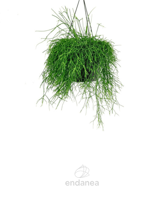 rhipsalis-cassutha-planta-de-interior-colgante