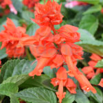 Salvia Planta Km0 de Exterior Naranja