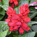 Salvia Planta Km0 de Exterior Rojo
