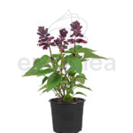 Salvia Km0 Planta de Exterior Morado