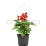 Salvia Km0 Planta de Exterior Roja