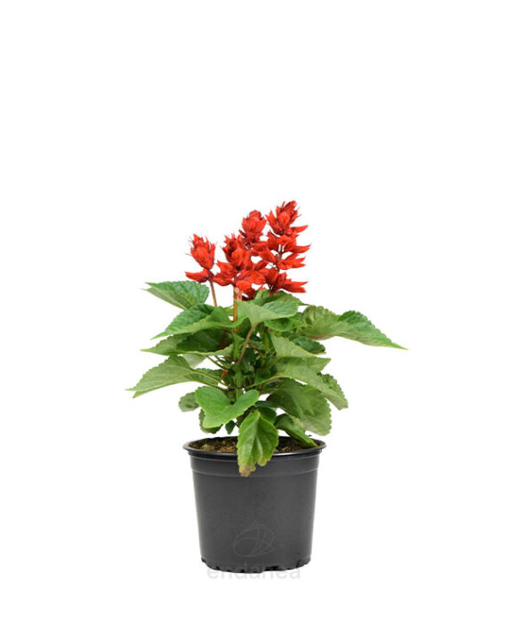Salvia Km0 Planta de Exterior Roja