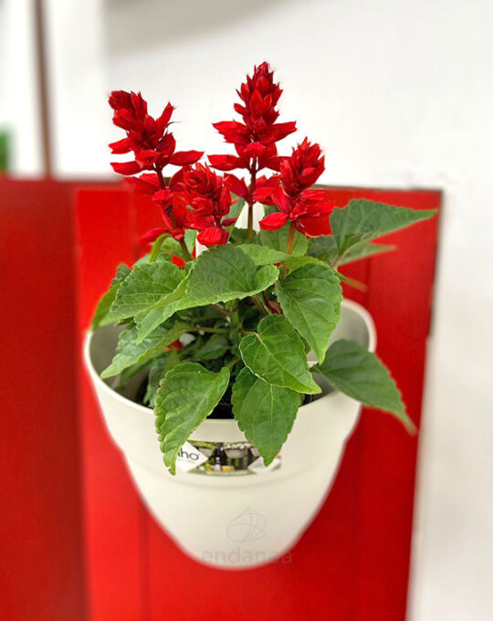 salvia-planta-de-exterior-roja-maceta