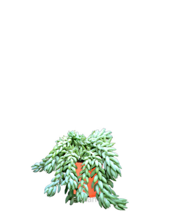 Sedum Morganianum Burrito Planta de Interior