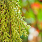 Sedum Morganianum Burrito Detalles
