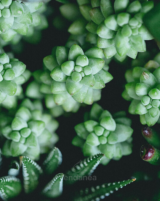 sedum-morganianum-burrito-hojas