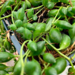Senecio Herreianus Hojas
