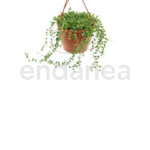 Senecio Herreianus - Planta de Interior Colgante