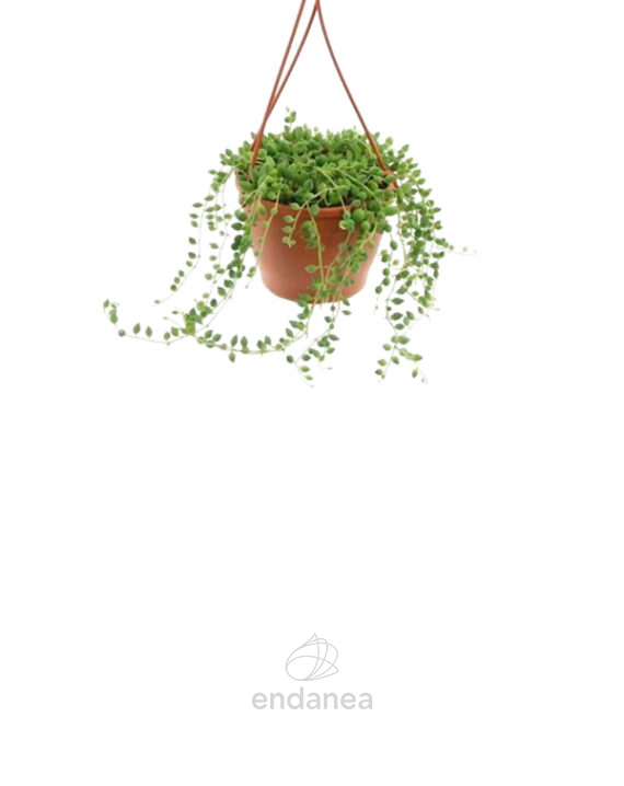 Senecio Herreianus - Planta de Interior Colgante
