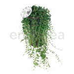 Senecio Herreianus Rastrera en Maceta