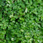 Soleirolia Soleirolii Mix Hojas Verdes