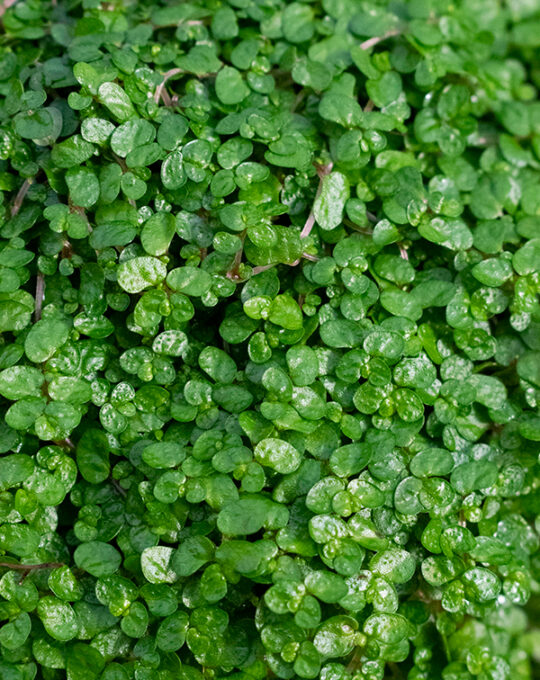 soleirolia-soleirolii-mix-hojas-verde-oscuro