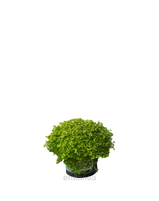 soleirolia-soleirolii-mix-hojas-verde-oscuro-planta
