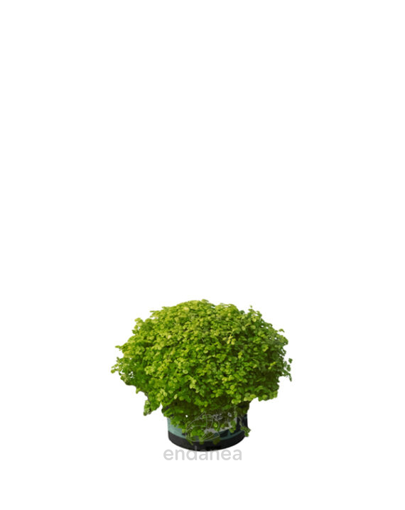 Soleirolia Soleirolii Hoja Oscura