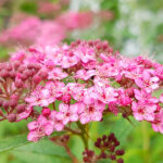 Spiraea Japonica Flor Rosa Claro