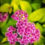 Spiraea Japonica Flor Rosa Fuerte