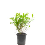 Spiraea Japonica - Planta de Exterior sin Flor