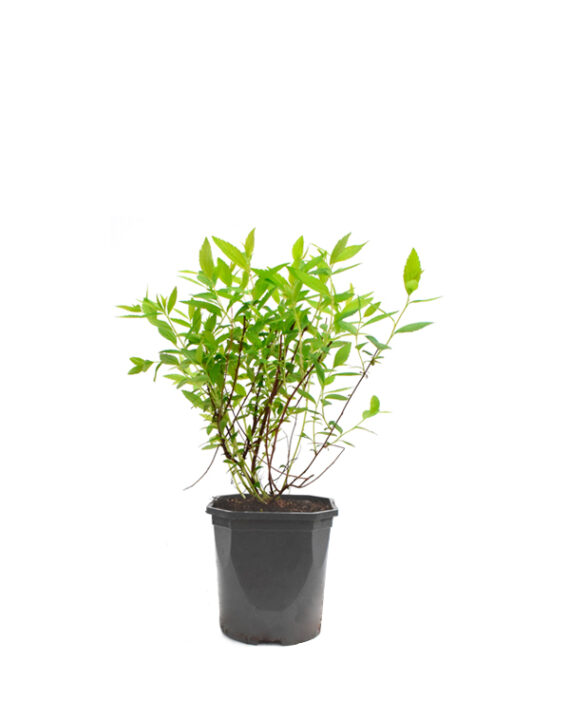 Spiraea Japonica - Planta de Exterior sin Flor