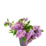 Syringa (Lila) Planta de Exterior con Flor