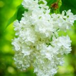 Syringa (Lila) Flor Blanca
