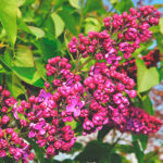 Syringa (Lila) Flor Granate