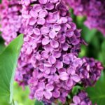 Syringa (Lila) Flor Morada