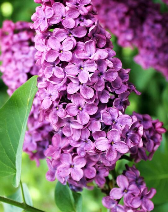 syringa-lila-planta-de-exterior-flor-morada