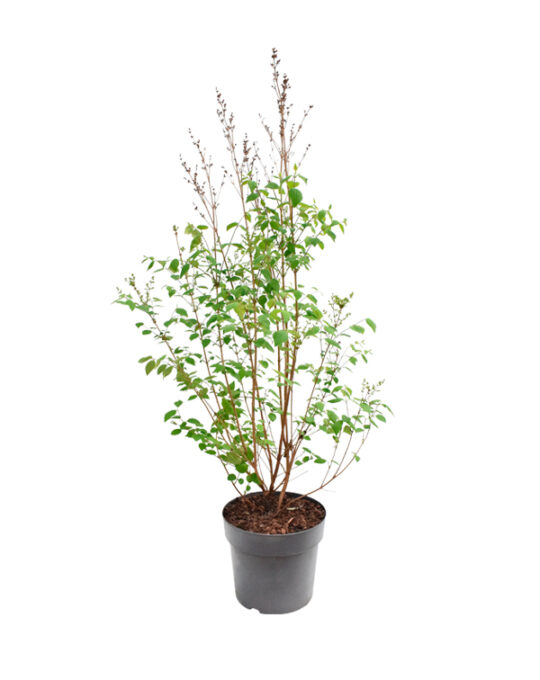 syringa-lila-planta-de-exterior-sin-flor