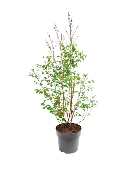 Syringa (Lila) Planta de Exterior sin Flor