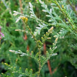 Thuja Plicata Atrovirens Seto Hojas