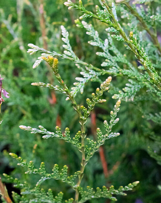 thuja-plicata-atrovirens-seto-hojas