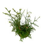 Thuja Plicata Atrovirens Setos todo el Año