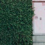 Thuja Plicata Atrovirens Seto Cierre Jardín