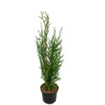 Thuja Plicata Atrovirens Setos todo el Año