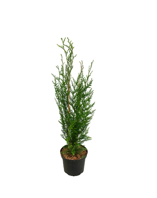 thuja-plicata-atrovirens-setos-todo-el-ano