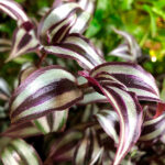 Tradescantia Zebrina Hojas