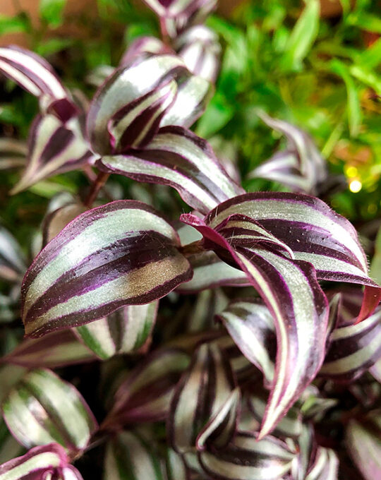 tradescantia-zebrina-planta-colgante-hojas